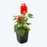 Lowe’s Spring Into Savings: Plant Deals 🌿